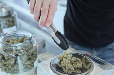 Detail of cannabis buds on glass jar over dispensary counter - medical marijuana dispensary. Budtender Guiding . Cannabis Flowers.