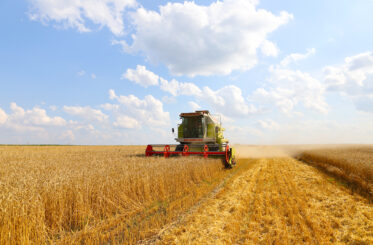 Harvester harvests wheat on a sunny summer day.
