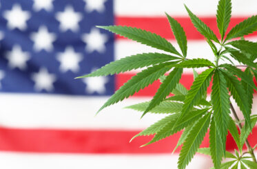 flag america cannabis plant . marijuana legalize