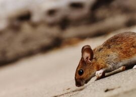 High-quality close-up image of a brown rodent, showcasing its texture and environment.