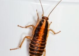 Close-up image of a cockroach on a white surface, highlighting insect details.