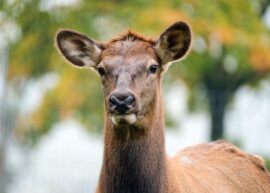 wapiti, deer, head, female deer, mammal, wildlife, animal, nature, portrait, moose, female wapiti
