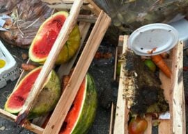 Rotting watermelons and assorted food waste in outdoor crates and bags.