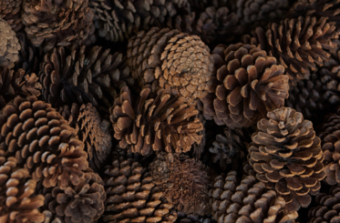 DIY Cinnamon-Scented Pinecones