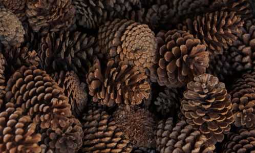 DIY Cinnamon-Scented Pinecones